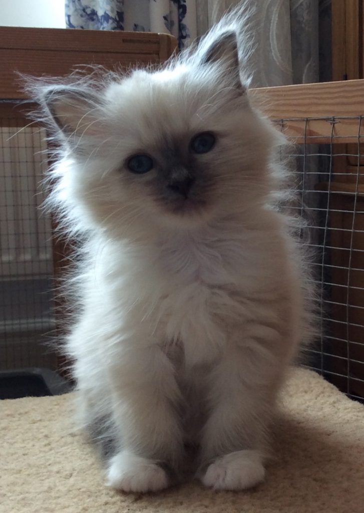 Minerva Kitten 2016