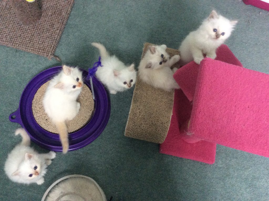 Athena's Litter - 2016